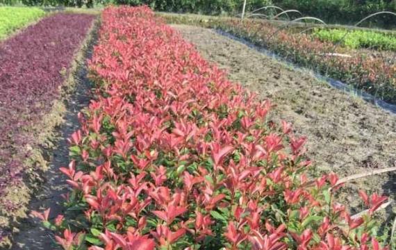 红叶石楠种植密度是多少？