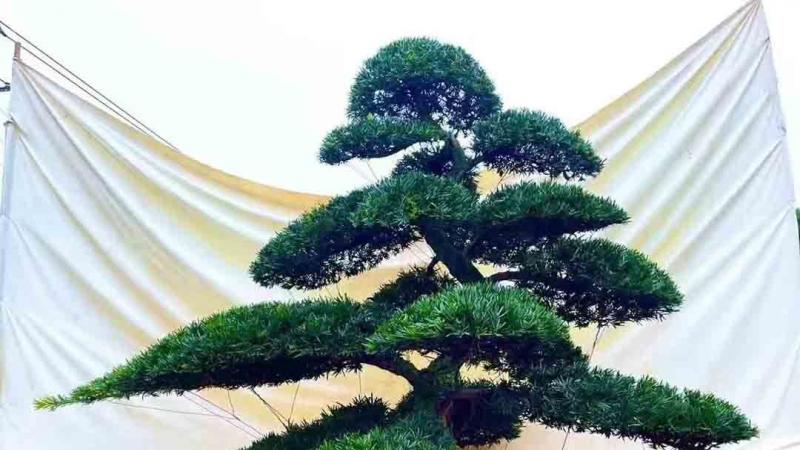 造型罗汉松的价格与美丽 - 你值得拥有