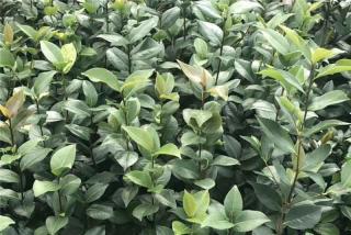 湖南茶花球