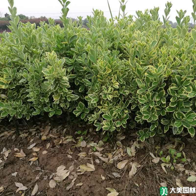 金边黄杨