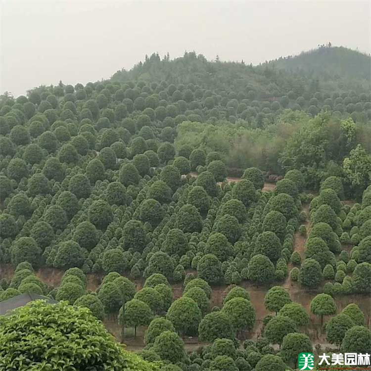 苗圃中的桂花树