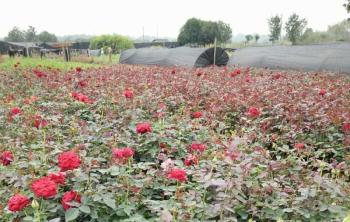 月季花苗批发去哪里最好？