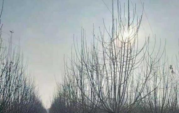 西府海棠冬天落叶吗？