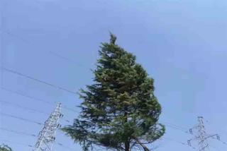 湖南省能种雪松吗