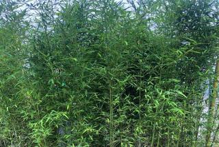 一平米能种植多少竹子