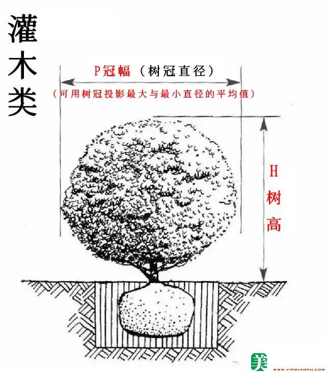 灌木图示