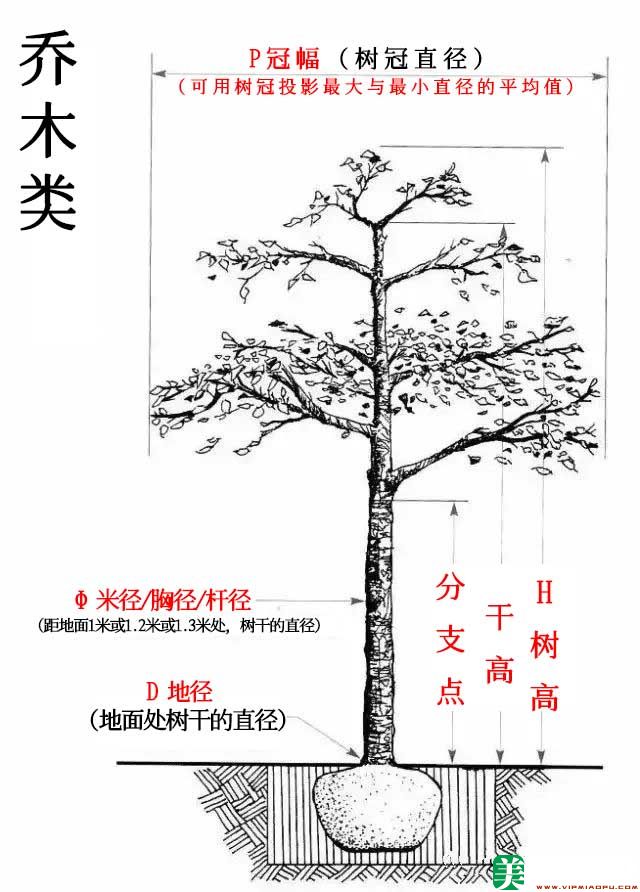 乔木图示