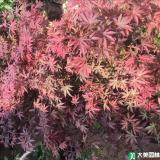 红枫规格