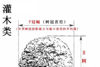 苗木D和P是什么意思