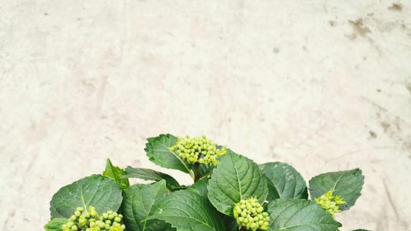八仙花冬季会落叶吗