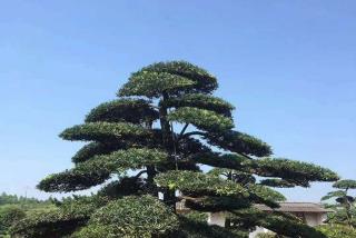 罗汉松可以种在庭院吗
