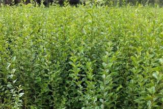 小叶女贞种植密度多少合适|绿篱、小叶女贞球栽植间距参考