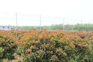红叶石楠多少钱一平方米