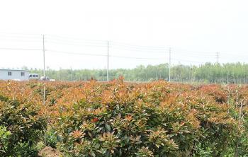 红叶石楠多少钱一平方米