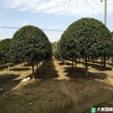 长沙有代表性的苗圃有哪些