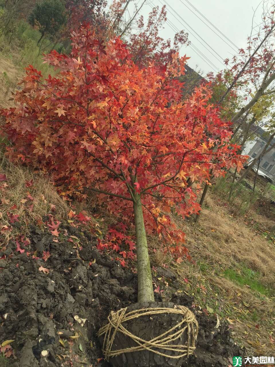 美国红枫