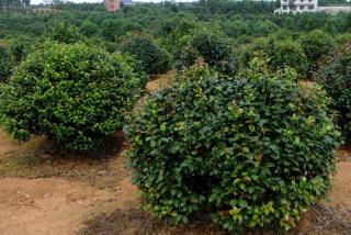茶花树冠大小标准是多少