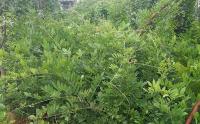 高温环境是否适合种植紫藤花？