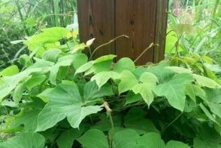 葛花树与紫藤有什么区别？