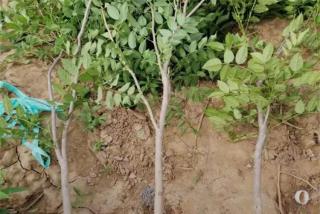 福建有紫藤花吗？