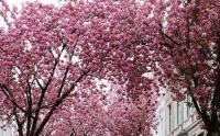 道路绿化带中常见的开花的树，是什么品种？