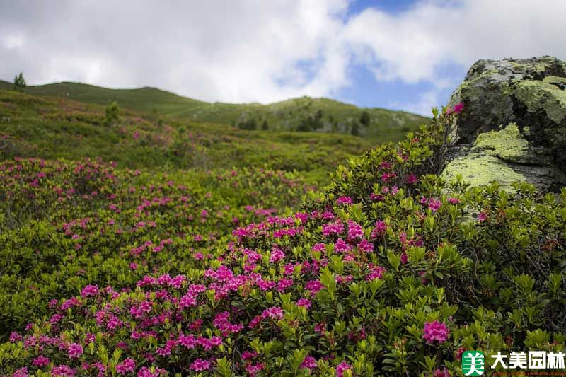 杜鹃花