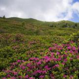 杜鹃花和映山红的区别