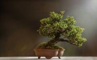 水蜡盆景浅植造型盆景的栽植