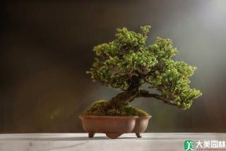 水蜡盆景浅植造型盆景的栽植