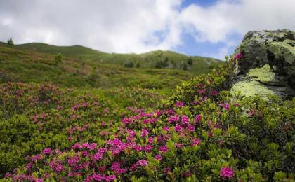 杜鹃花和映山红的区别