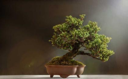 水蜡盆景浅植造型盆景的栽植