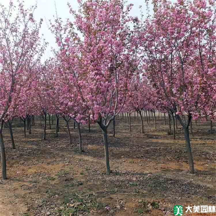 樱花树