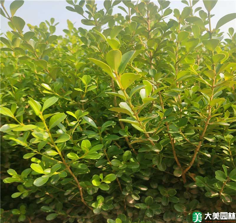 小叶黄杨