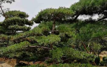 院子里假山后面栽竹子好还是栽迎客松好？