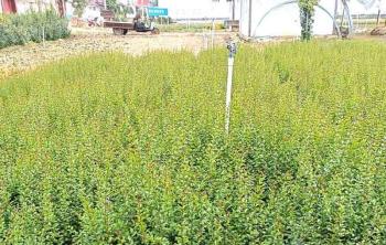 北方可以种植小叶女贞吗？
