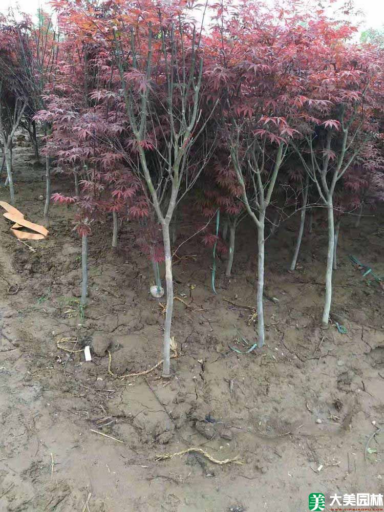 日本红枫