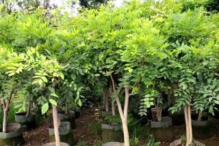 紫藤楼顶种要多大种植池？