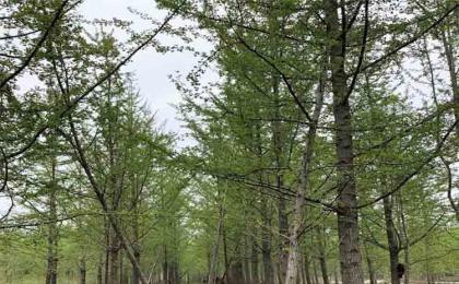 湖南绿化带的银杏树与北方银杏树有什么区别