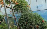 怎样捺搭淩霄花架？