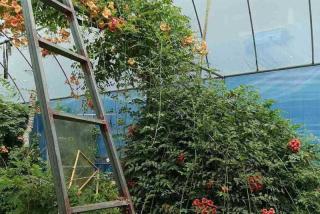 怎样捺搭淩霄花架？