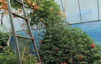 怎样捺搭淩霄花架？