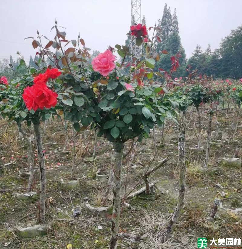 月季树