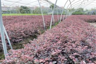 红花继木成活率怎样？