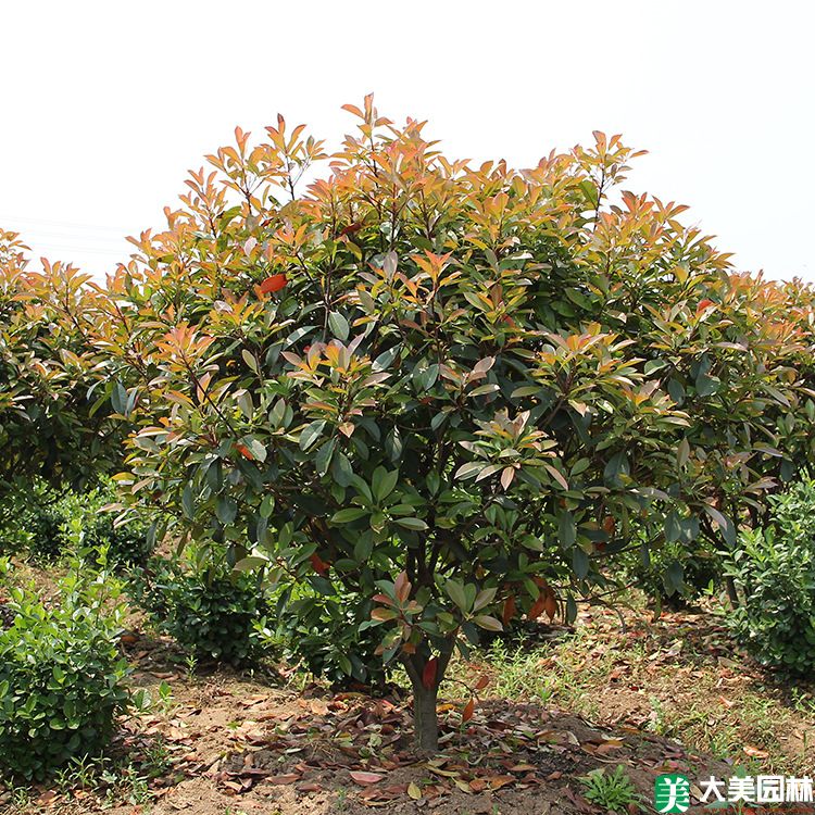 高杆红叶石楠
