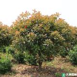 衡阳县哪里有高杆红叶石楠买？