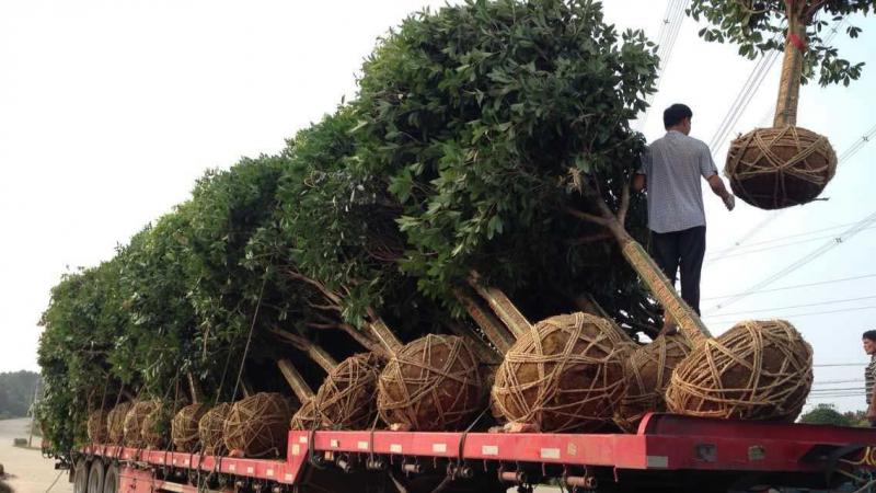 桂花树怎样移栽，成了活率较高？
