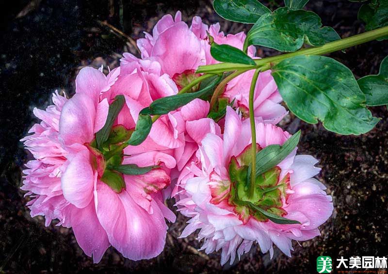 芍药