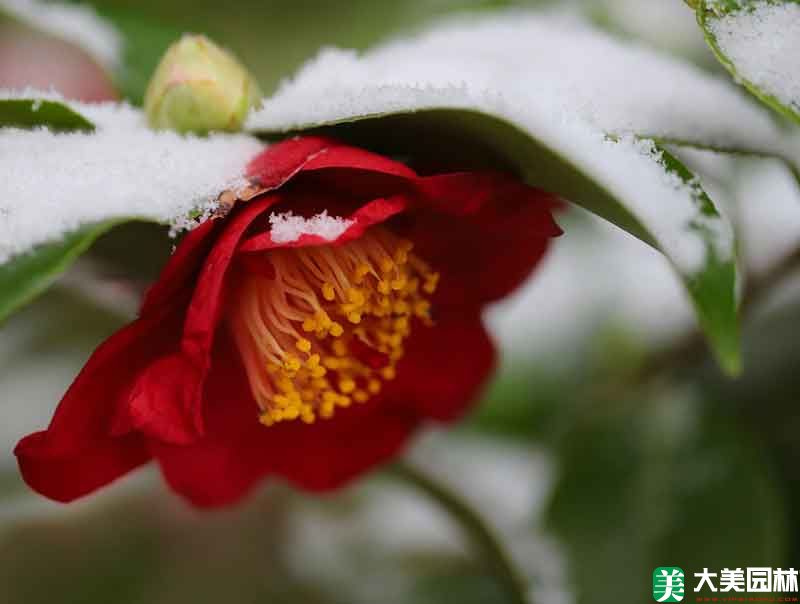 山茶花