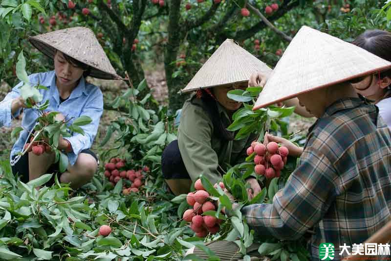 荔枝