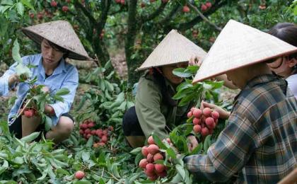 湖南可以种植荔枝树吗？